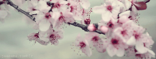 61.gif