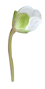 35.png